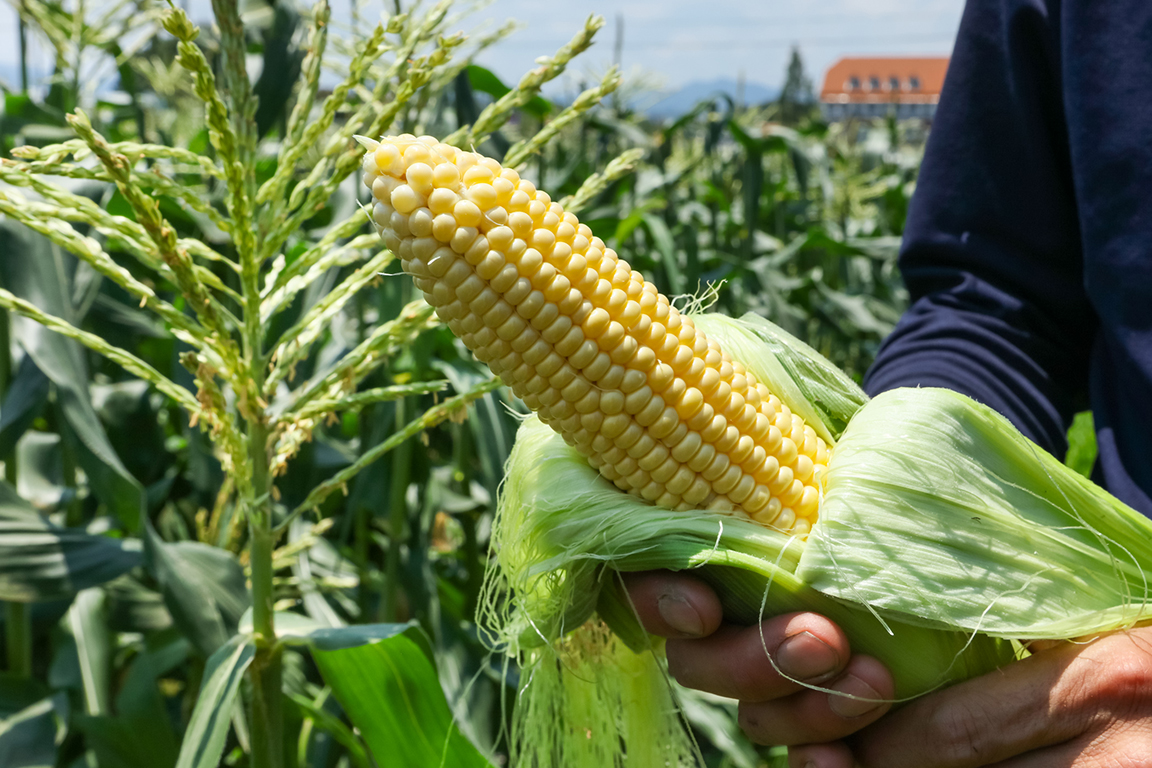 スイートコーン｜産品
