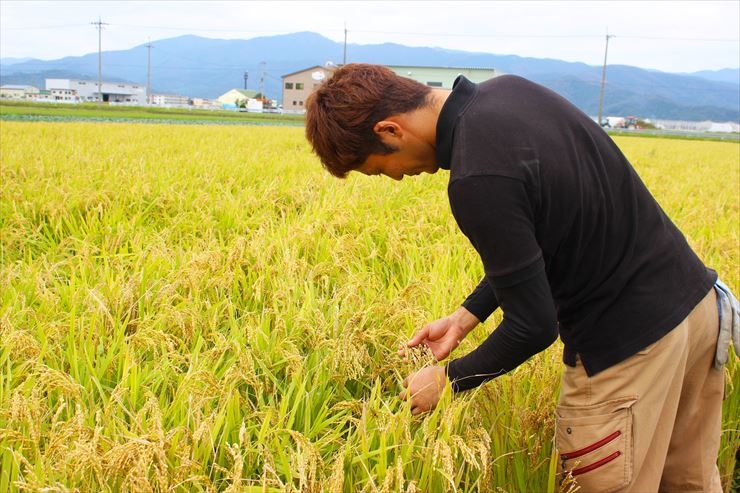 無農薬、無化学肥料の有機栽培米