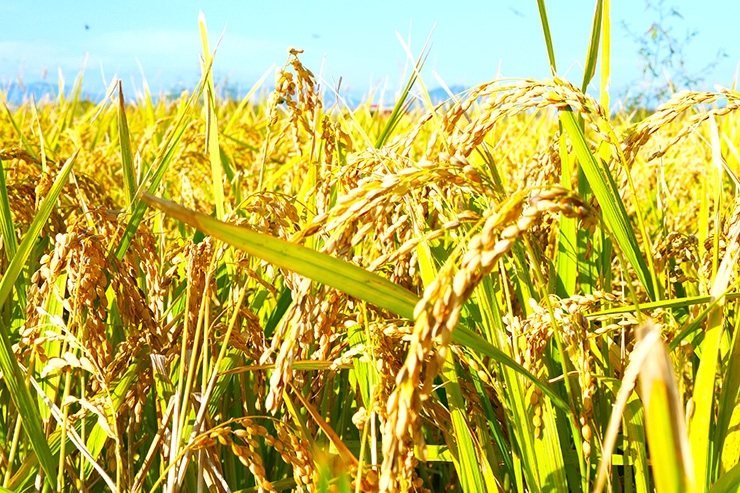 コシヒカリ、秋の詩、滋賀羽二重餅、山田錦など多品種のお米を栽培しています。