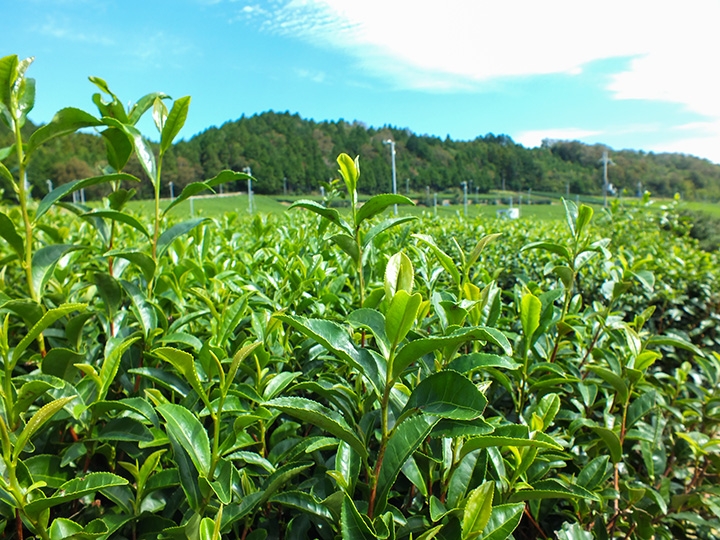 滋賀県で生産されるお茶の10分の1を生産している「グリーンティ土山」