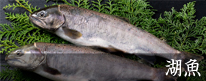 湖魚