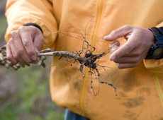 根粒菌は空気中の窒素を吸収、豆に栄養を与えてくれる大切な菌