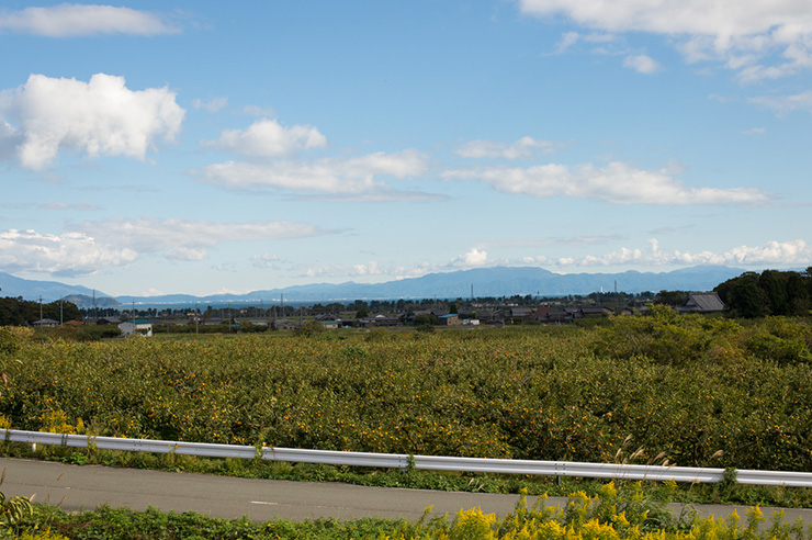 今津の柿畑。比良山系の山裾にある。街の向こうに琵琶湖が見えている。