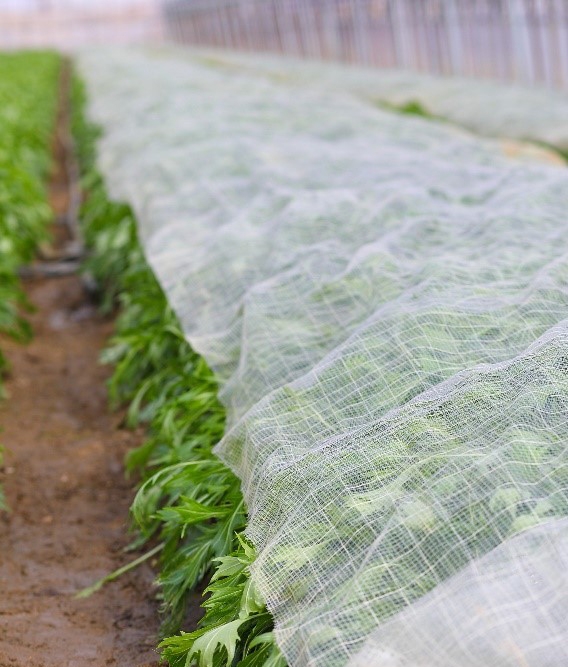 冬は冷たい風から守るために農業資材のタフベルを被せた水菜