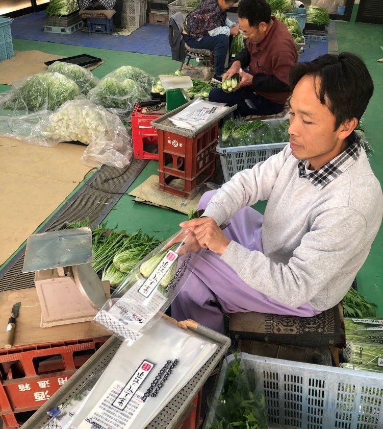 家族とともに水菜の袋詰め作業をする横江さん