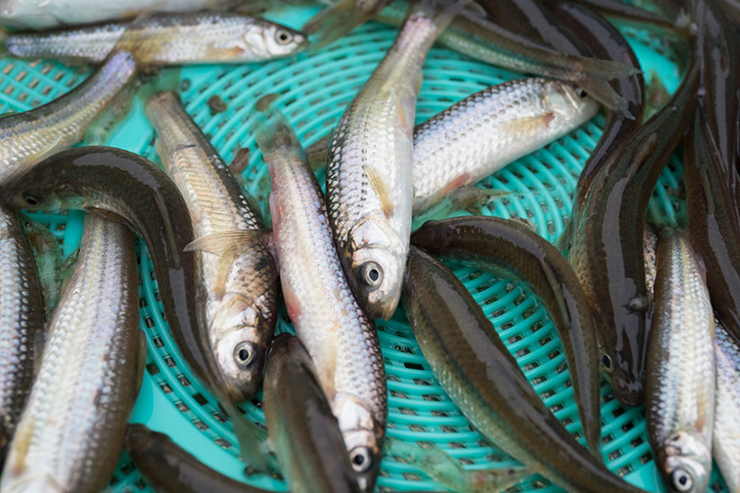 琵琶湖で最も美味しい湖魚の１つと言われているホンモロコ。