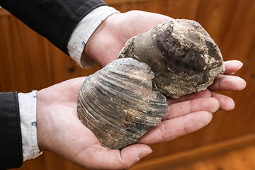湖底だった証に田んぼの土から大きな貝殻の化石が発掘されています