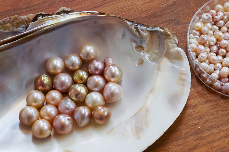かつて琵琶湖では豊富に真珠が採れ、ヨーロッパを中心に海外へ多く輸出されていました