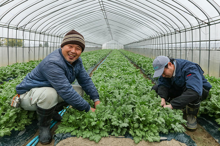 「いままでの春菊とは違うでしょ」と笑う吉川野菜生産出荷組合青年部会 会長の吉川英之さん（左）
