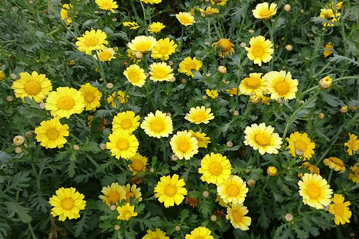 黄色く可憐な春菊の花。ヨーロッパでは観賞用に栽培されるそうです
