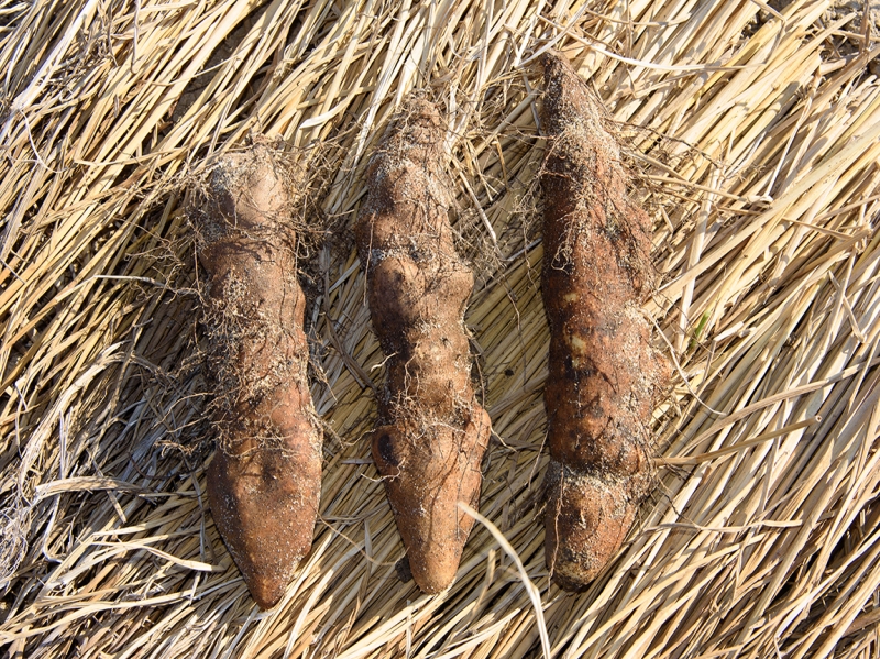 愛荘町 秦荘のやまいも 秦荘やまいも振興会｜産地レポート