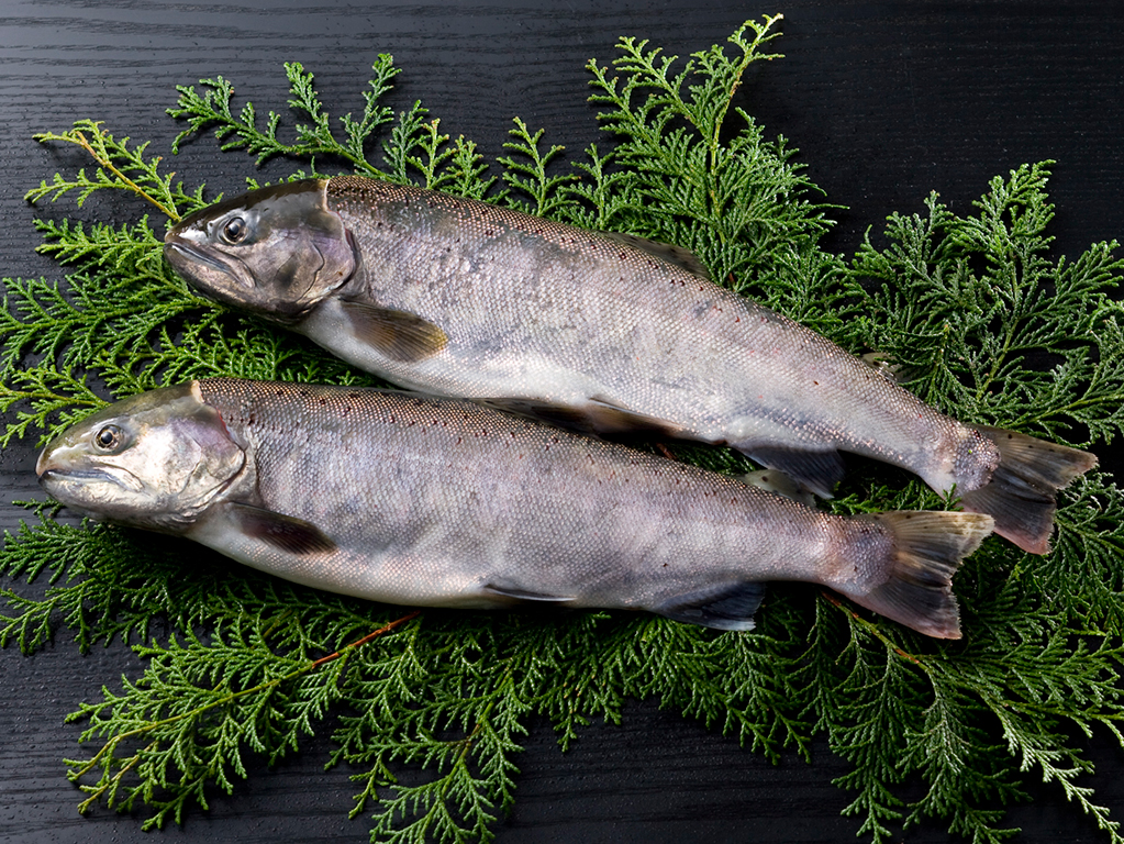 天然ビワマス 作り方 – 琵琶湖 ビワマス 作り方 | 魚の食べ方 ビワマス – EHJV