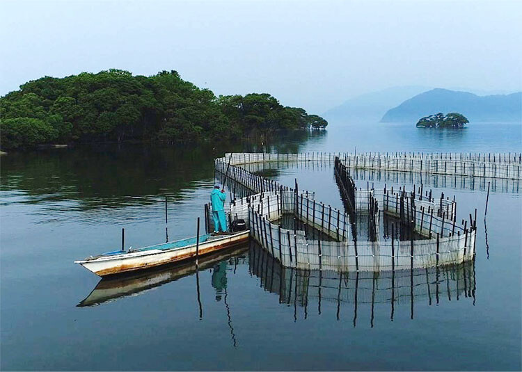 写真(2) 琵琶湖の伝統漁法「魞漁（えりりょう）」の様子