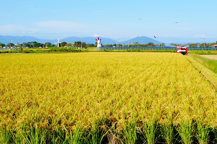 コシヒカリ、秋の詩、滋賀羽二重餅、山田錦など多品種のお米を栽培しています。