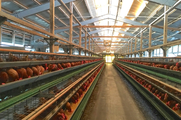 多賀大社の近くに「原養鶏所」直営の卵直売所があります
