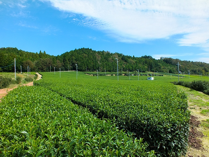 滋賀県で生産されるお茶の10分の1を生産している「グリーンティ土山」