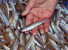 琵琶湖漁業の総漁獲量の２位