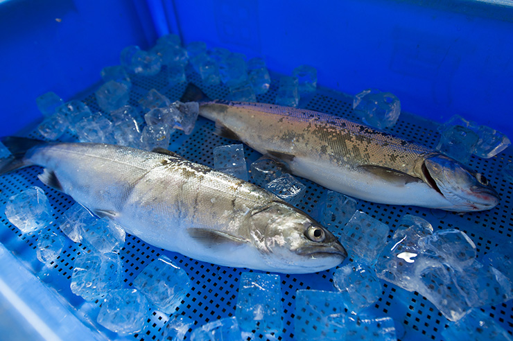 琵琶湖の環境あってこそのビワマス漁です。
