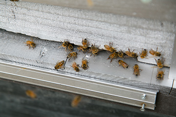 ハウスで暮らすミツバチ 
