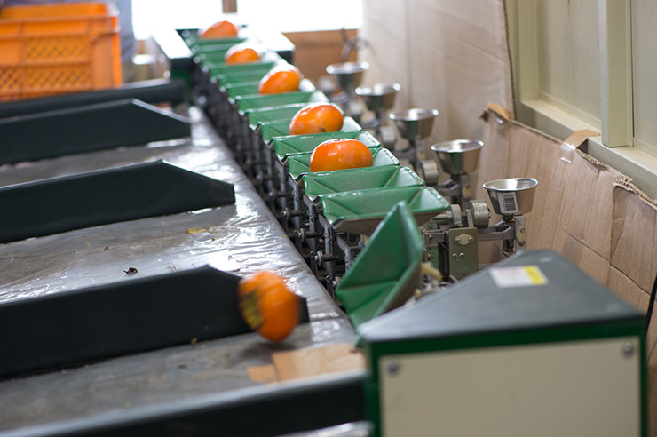 選果場では柿が重さによって自動的に選別される。