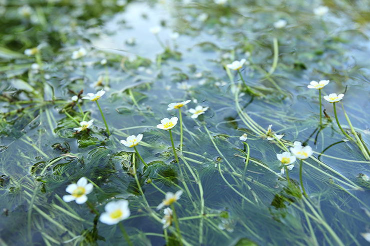初夏から夏、可憐な花をつける梅花藻も醒井の名物