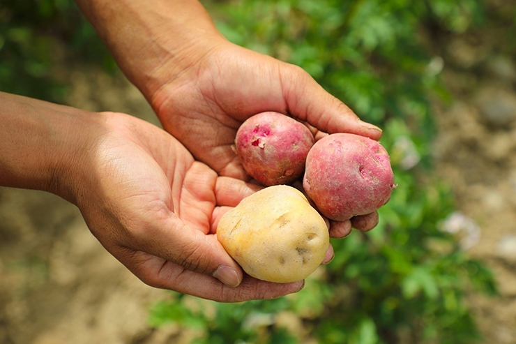 白い芋が加工用の「トヨシロ」赤い芋が青果用の「アンデスレッド」