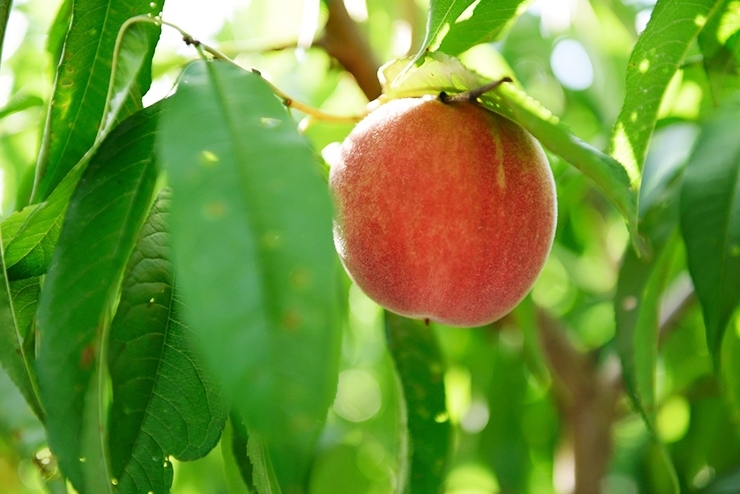 収穫間際の桃。