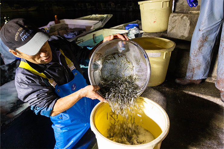 氷魚の水槽への移し替え作業