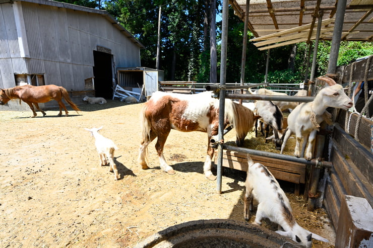 動物たちが暮らすふれあい広場