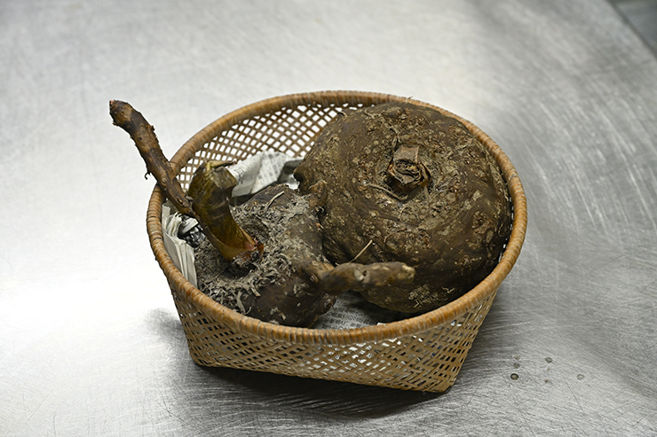 「もみじ農園こんにゃく工房」で収穫されたこんにゃく芋