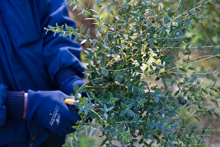 「農事組合法人酒人ふぁ〜む」で栽培されているユーカリ