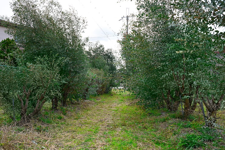 ユーカリの木々