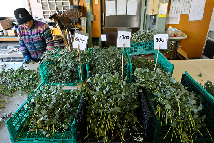 サイズを整えて出荷されたユーカリ
