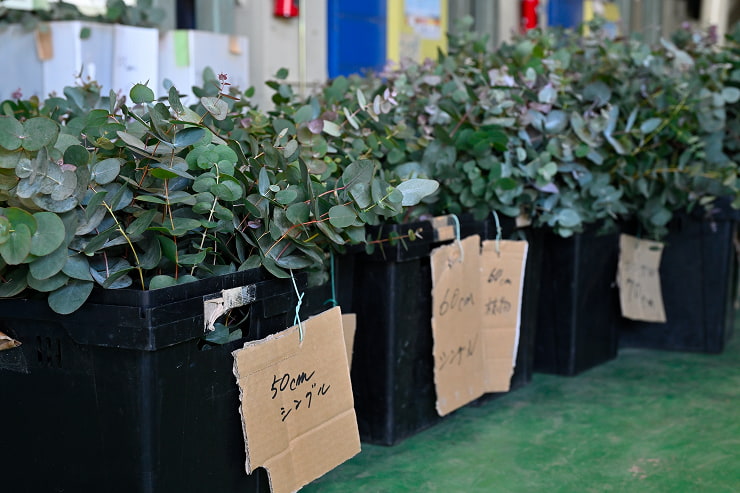 フラワーアレンジメント用のユーカリ