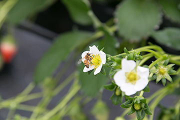 ミツバチがみつを吸うために花から花へと飛びまわり授粉交配を手伝ってくれます