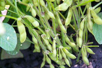 たわわに実る黒枝豆。収穫時はもっとぷっくりと大きいサヤに。