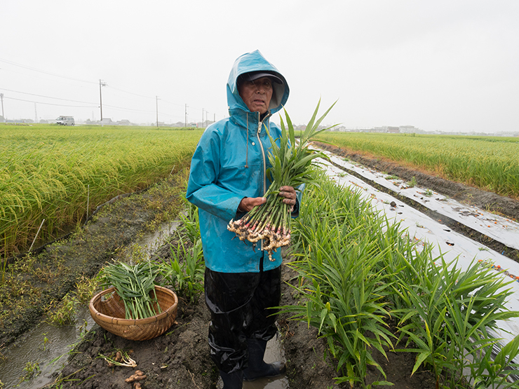 取材時は台風が間近に迫り、あいにくの雨。水田の間の2畝で『笠原生姜』を栽培しています。