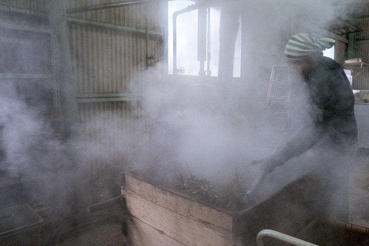 茶畑の近くの工場。木桶で茶葉を蒸して平番茶の茶葉を作っている。