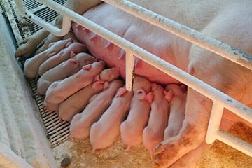 1頭の親豚から約10匹の子豚が生まれます